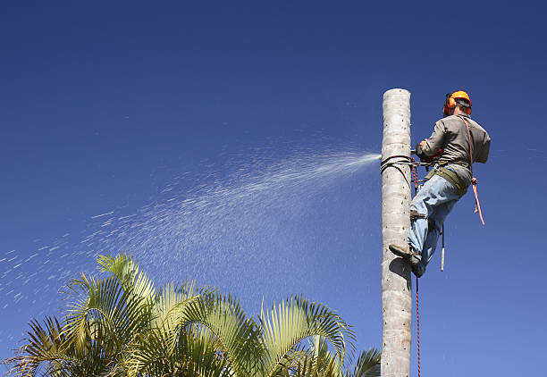 Best Tree Maintenance Programs  in Lonoke, AR