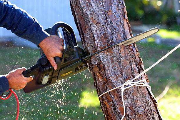 How Our Tree Care Process Works  in  Lonoke, AR